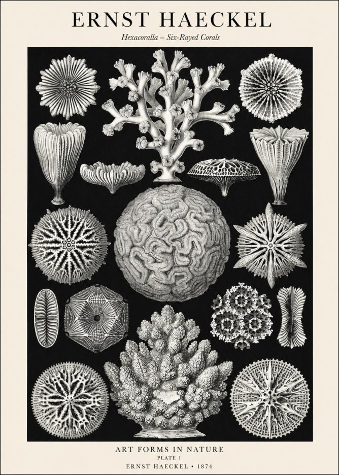 Ernst Haeckel Hexacoralla – Six-rayed Corals No1 - Póster