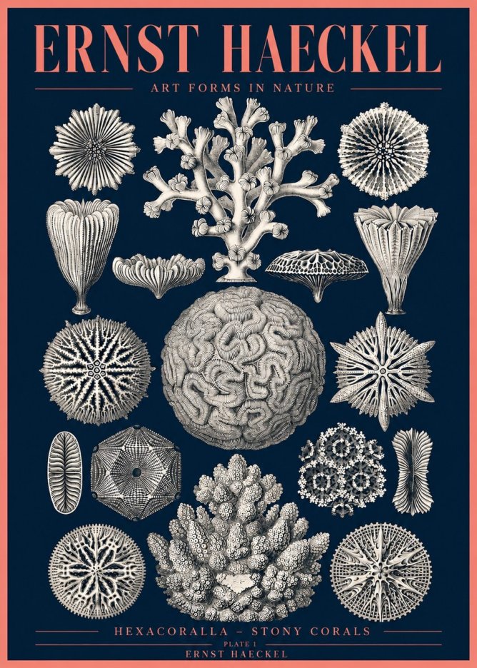 Ernst Haeckel Hexacoralla – Six-rayed Corals No4 - Póster