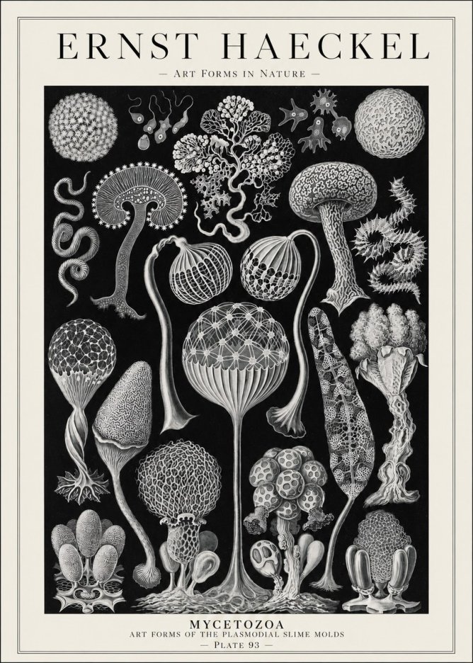 Ernst Haeckel Mycetozoa No1 - Póster