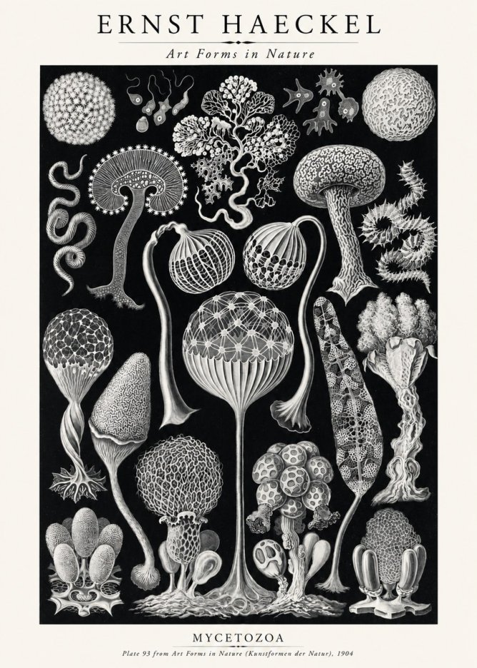 Ernst Haeckel Mycetozoa No2 - Póster