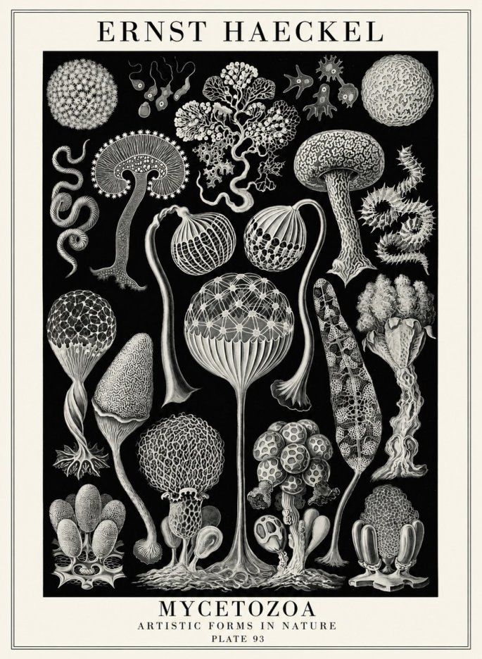 Ernst Haeckel Mycetozoa No4 - Póster