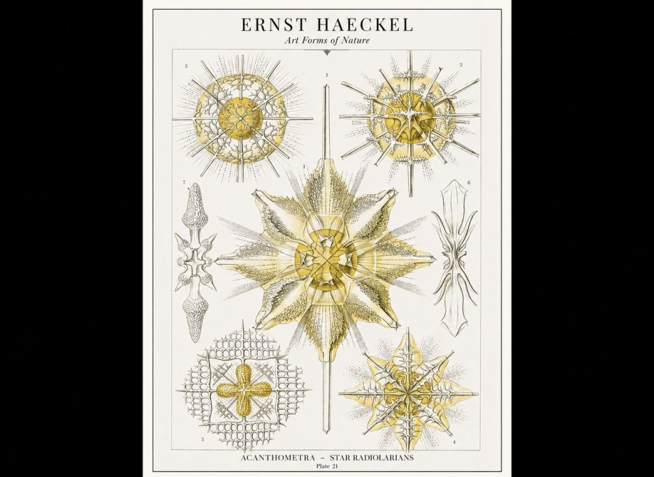 Ernst Haeckel Acanthometra - Star Radiolarians No1 - Póster