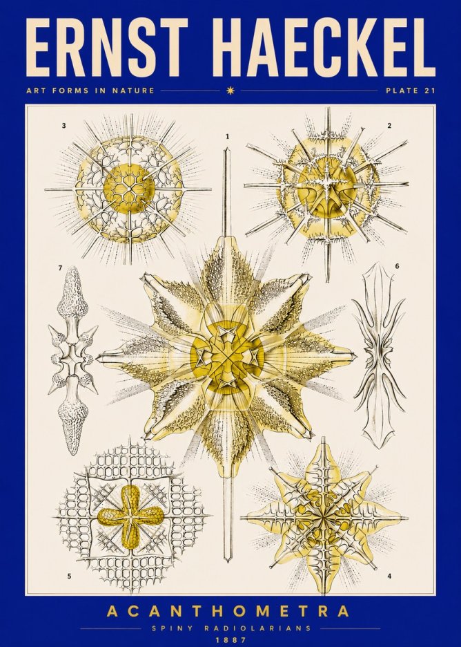 Ernst Haeckel Acanthometra - Star Radiolarians No5 - Póster
