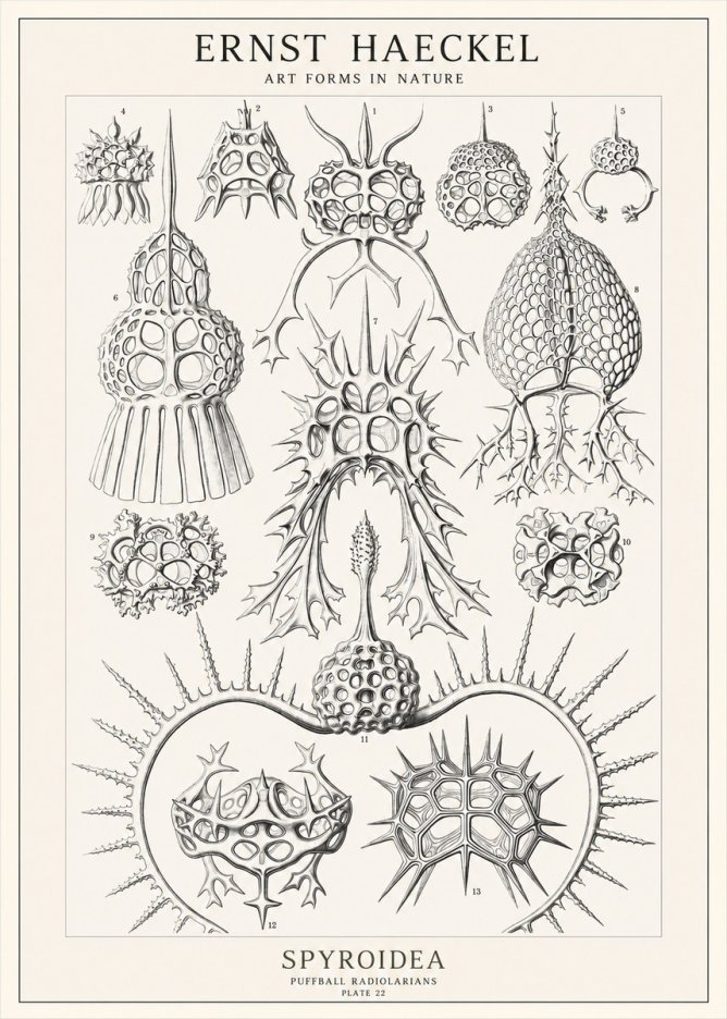 Ernst Haeckel Spyroidea - Puffball Radiolarians - Plate 22 No1 - Póster