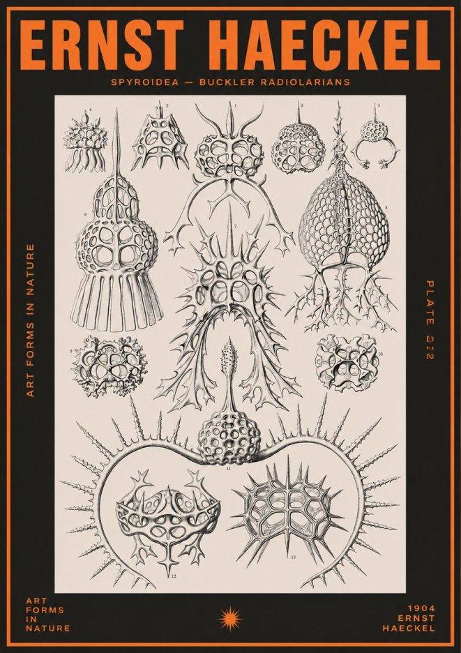 Ernst Haeckel Spyroidea - Puffball Radiolarians - Plate 22 No5 - Póster