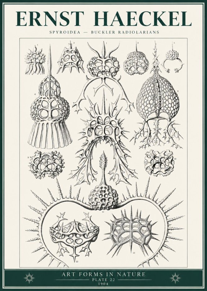 Ernst Haeckel Spyroidea - Puffball Radiolarians - Plate 22 No6 - Póster
