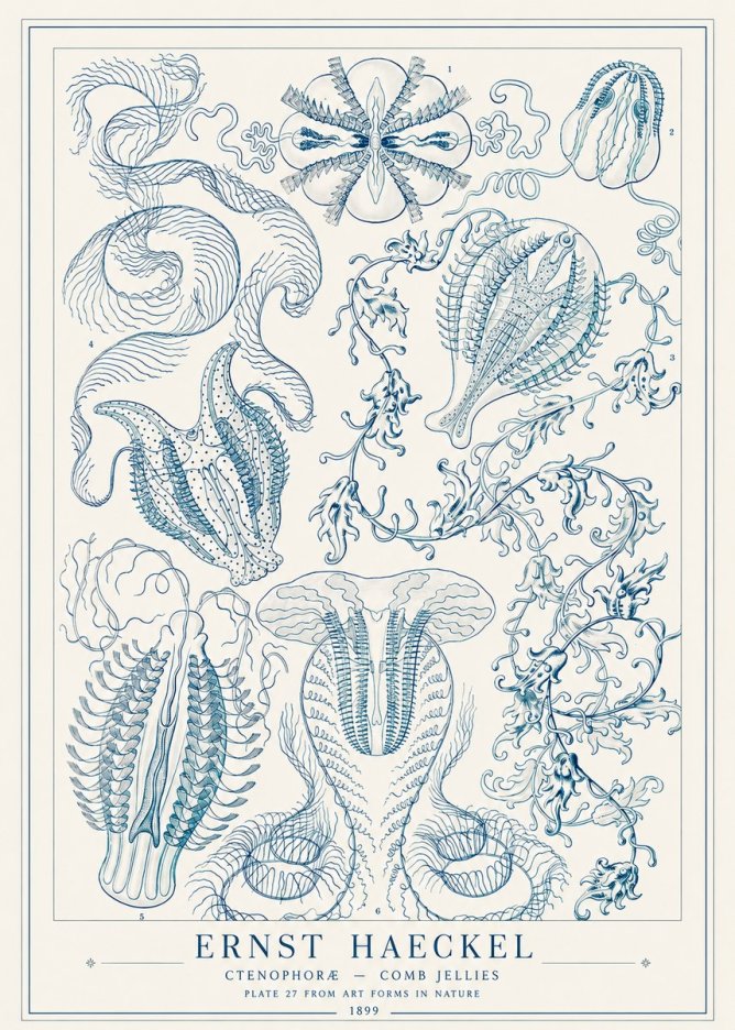Ernst Haeckel Ctenophoræ – Comb Jellies No1 - Póster