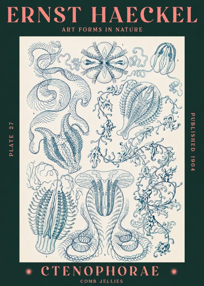 Ernst Haeckel Ctenophoræ – Comb Jellies No3 - Póster