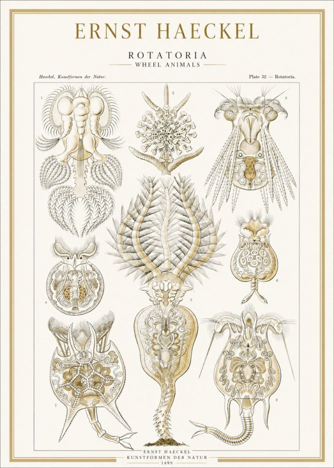 Ernst Haeckel Rotatoria - Wheel Animals No1 - Póster