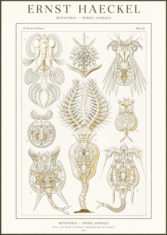 Ernst Haeckel Rotatoria - Wheel Animals No2 - Póster