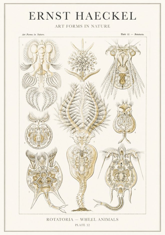 Ernst Haeckel Rotatoria - Wheel Animals No3 - Póster