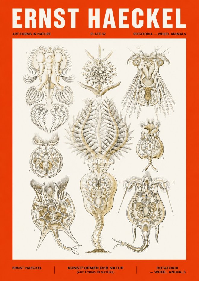 Ernst Haeckel Rotatoria - Wheel Animals No4 - Póster