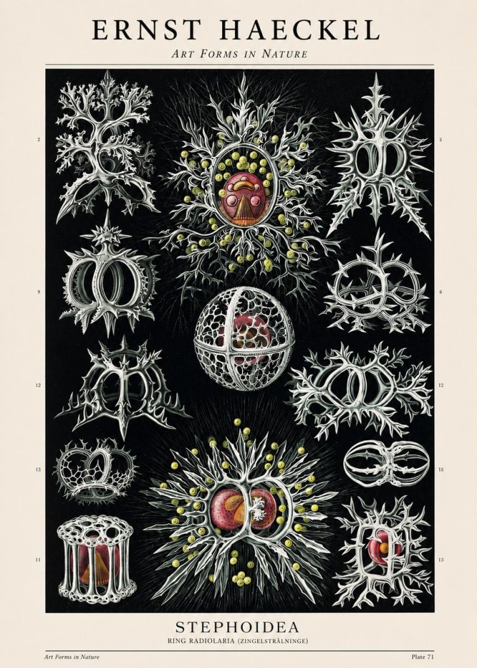 Ernst Haeckel Stephoidea No1 - Póster