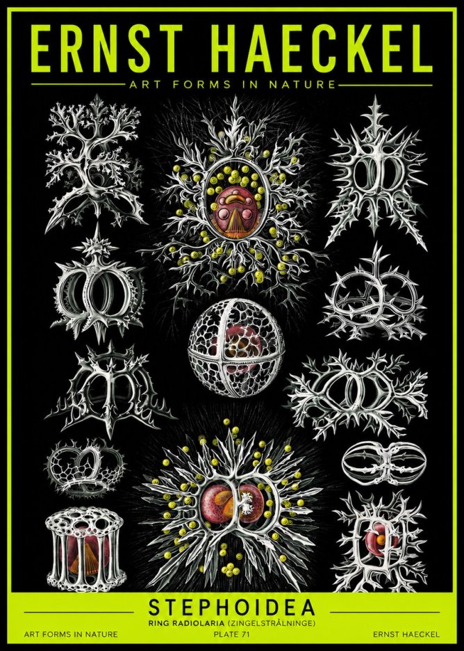 Ernst Haeckel Stephoidea No2 - Póster