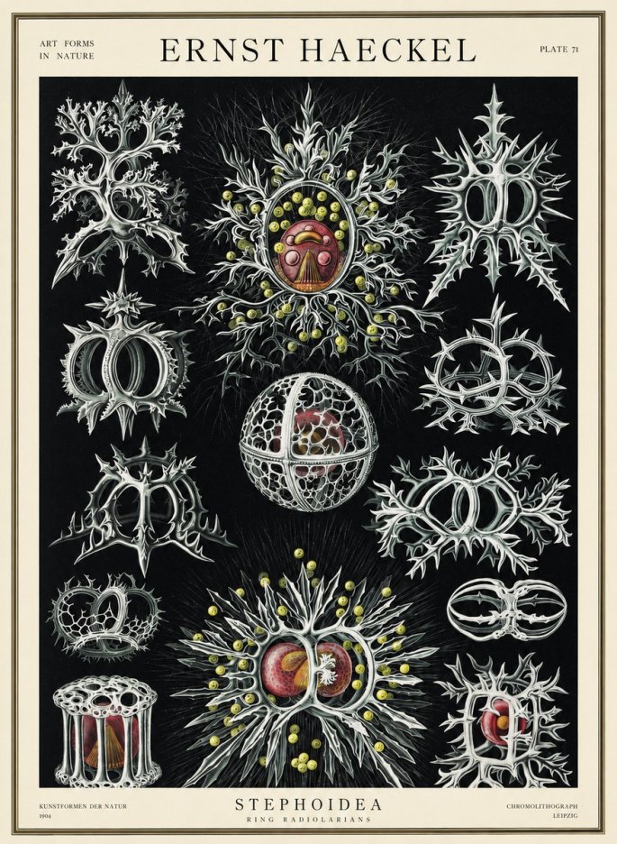 Ernst Haeckel Stephoidea No3 - Póster