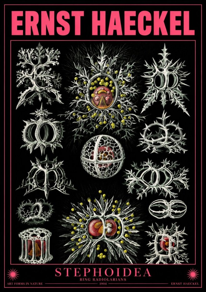 Ernst Haeckel Stephoidea No4 - Póster