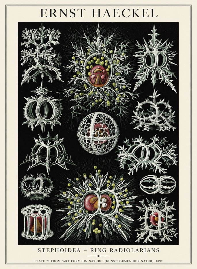 Ernst Haeckel Stephoidea No6 - Póster