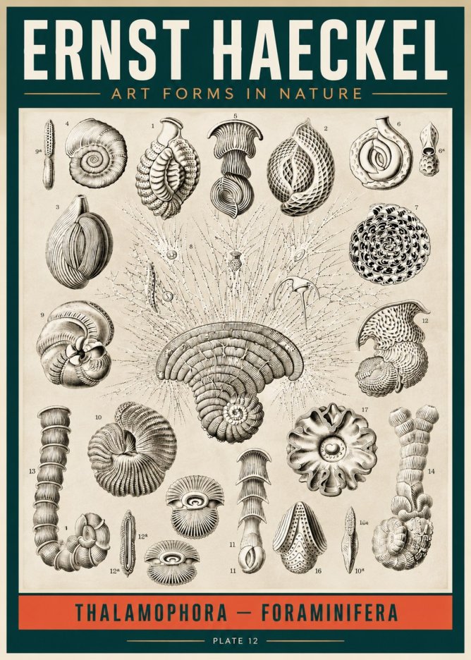 Ernst Haeckel Thalamophora – Foraminifera Plate 12 No2 - Póster