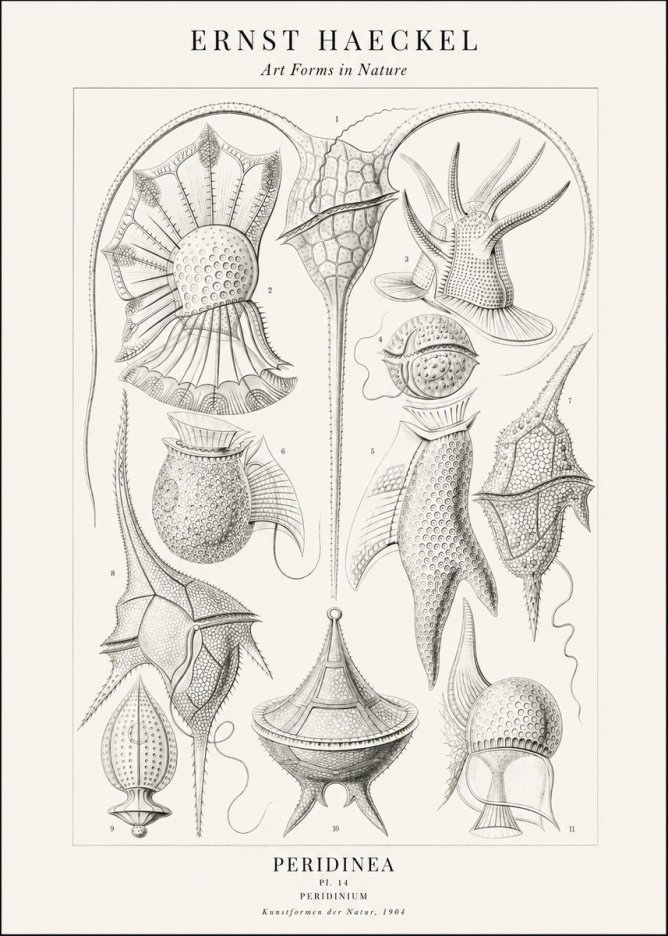 Ernst Haeckel Peridinea No2 - Póster