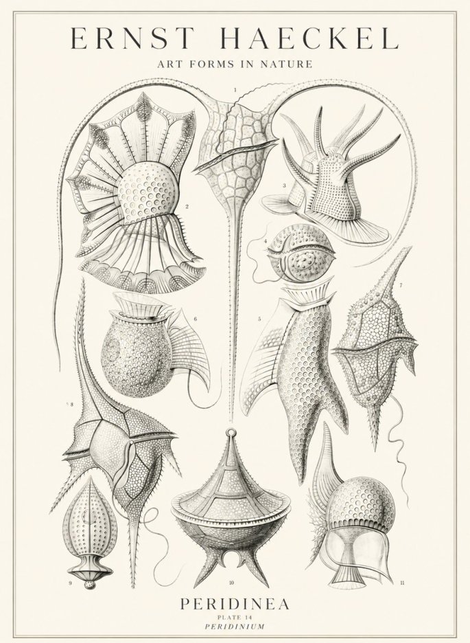 Ernst Haeckel Peridinea No3 - Póster