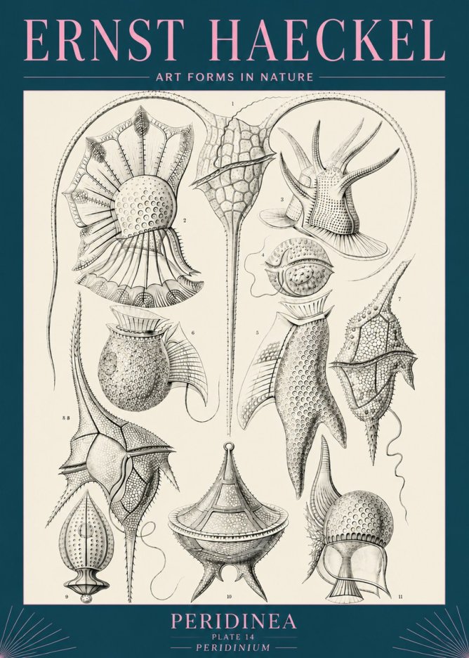 Ernst Haeckel Peridinea No5 - Póster