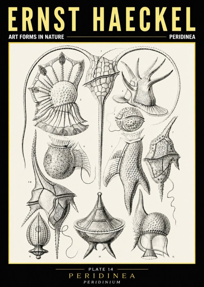 Ernst Haeckel Peridinea No6 - Póster