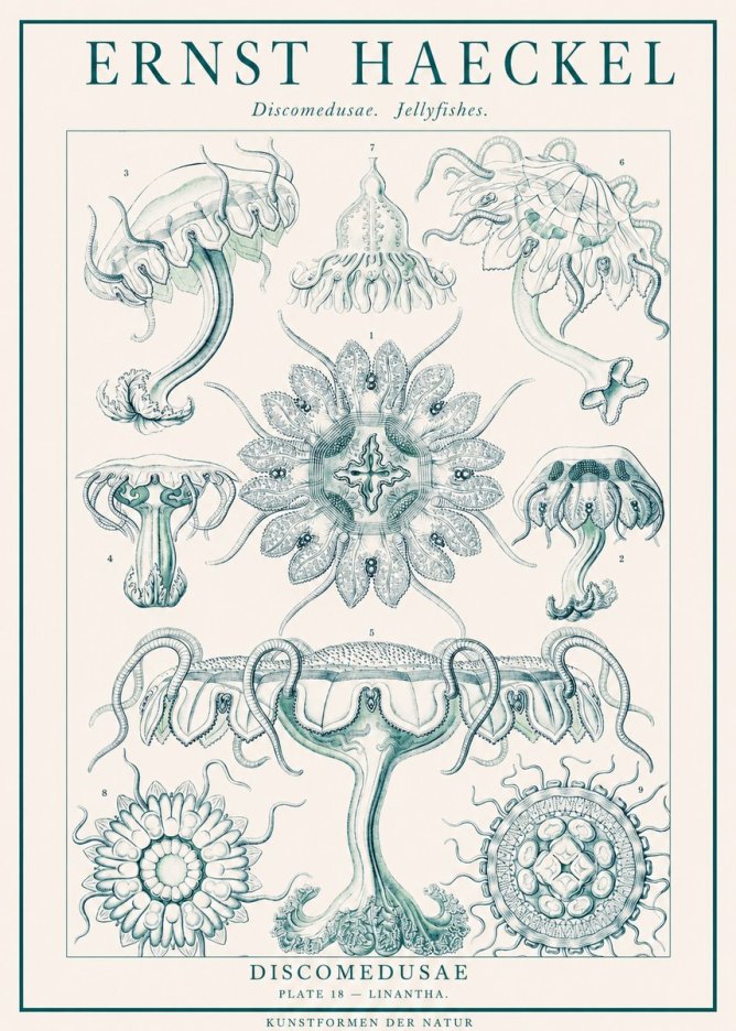 Ernst Haeckel Discomedusae. Jellyfishes. No1 - Póster