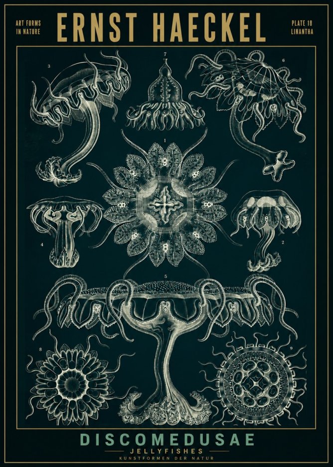 Ernst Haeckel Discomedusae. Jellyfishes. No2 - Póster