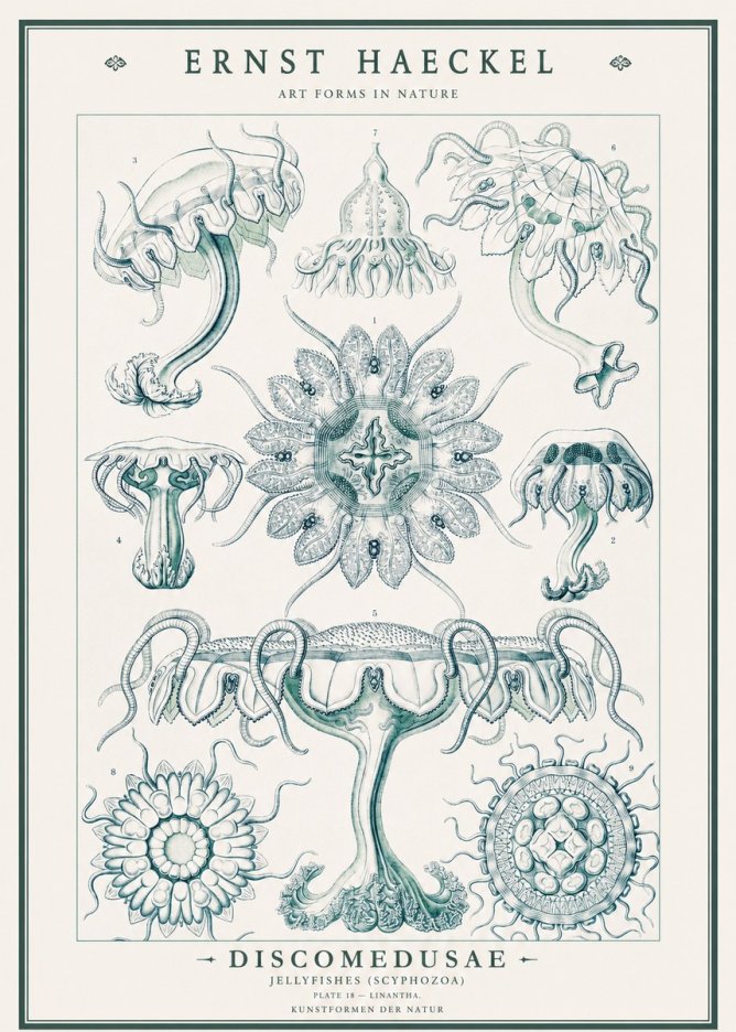 Ernst Haeckel Discomedusae. Jellyfishes. No3 - Póster