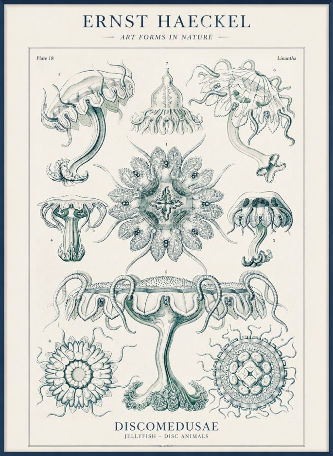 Ernst Haeckel Discomedusae. Jellyfishes. No4 - Póster