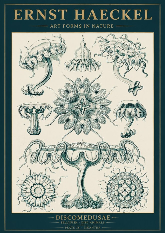 Ernst Haeckel Discomedusae. Jellyfishes. No5 - Póster