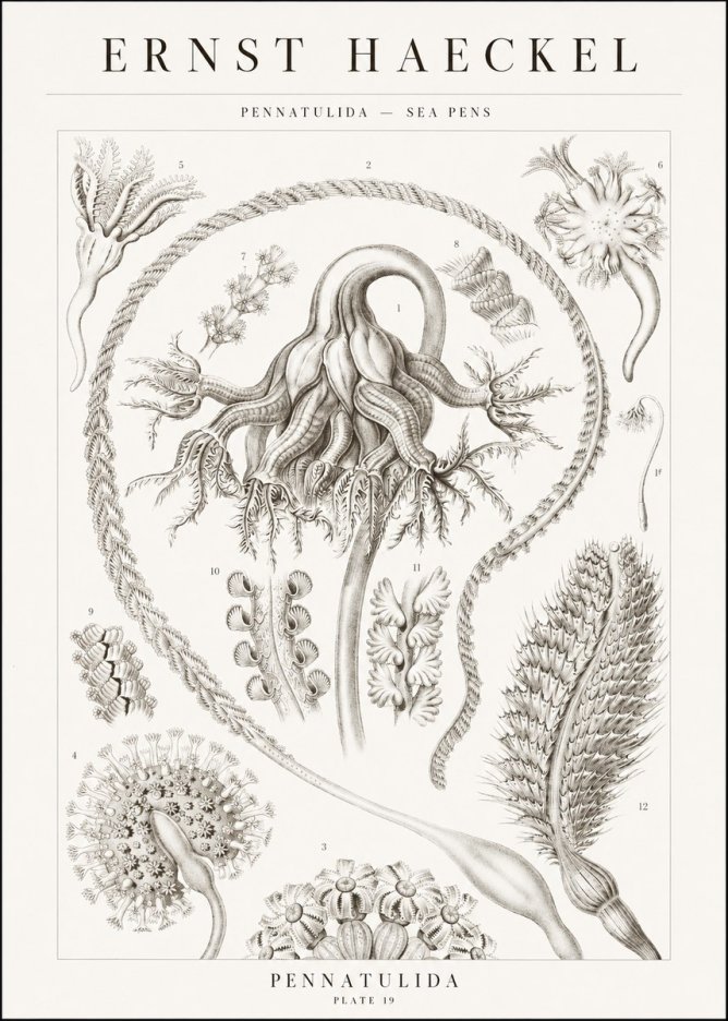 Ernst Haeckel Pennatulida - Sea Pens No1 - Póster