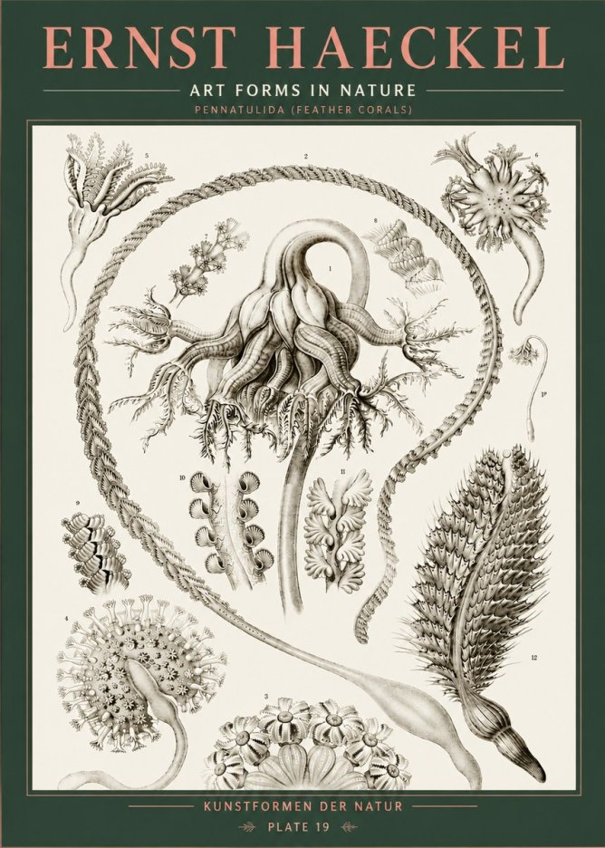 Ernst Haeckel Pennatulida - Sea Pens No5 - Póster