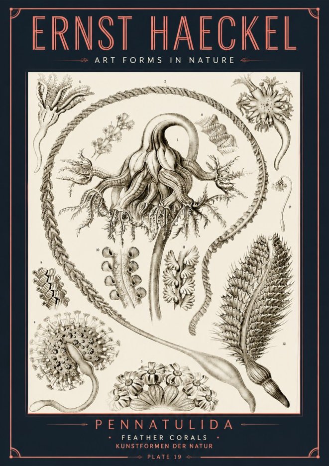 Ernst Haeckel Pennatulida - Sea Pens No6 - Póster