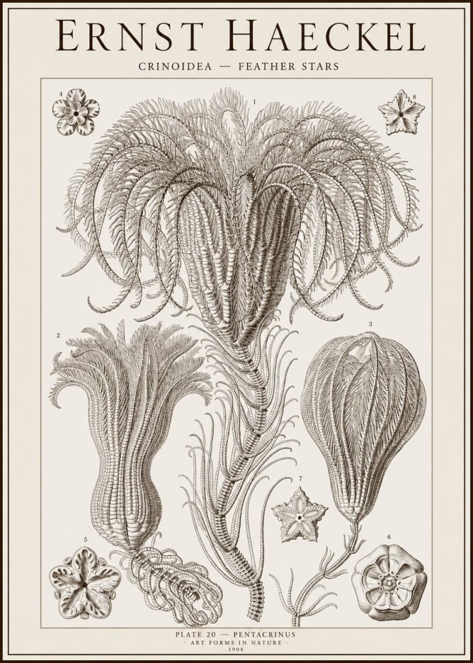 Ernst Haeckel Crinoidea - Palm Lilies No2 - Póster
