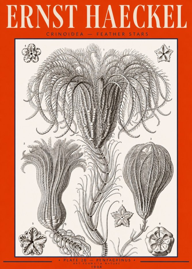Ernst Haeckel Crinoidea - Palm Lilies No3 - Póster
