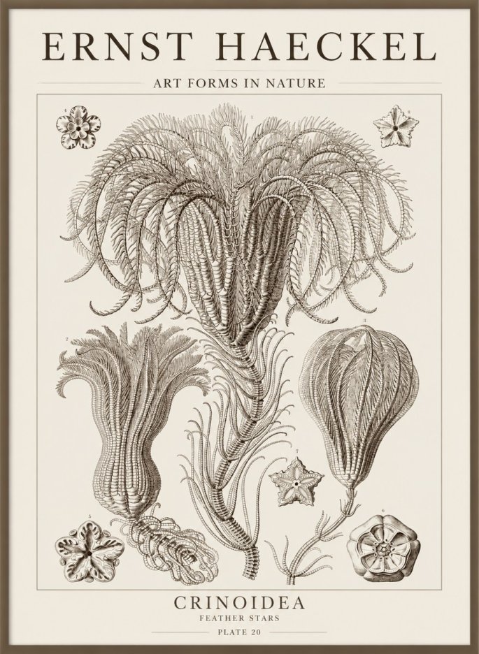 Ernst Haeckel Crinoidea - Palm Lilies No5 - Póster