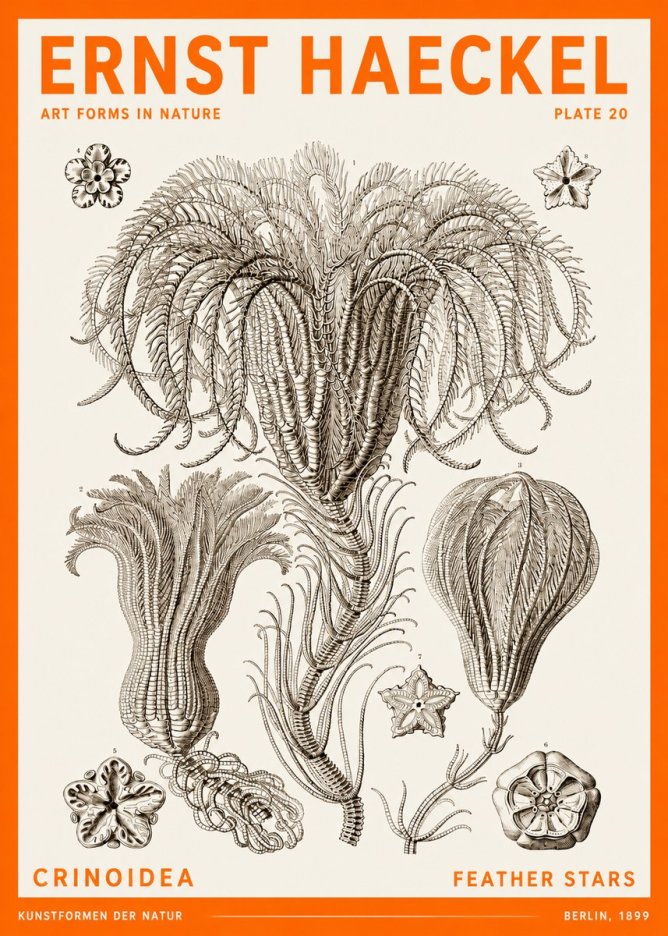 Ernst Haeckel Crinoidea - Palm Lilies No6 - Póster