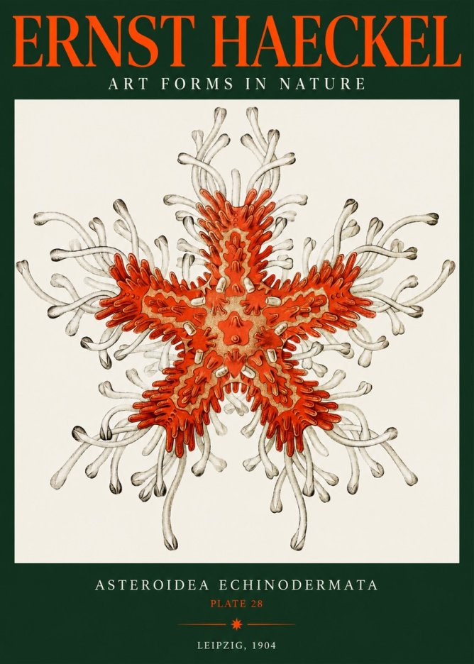 Ernst Haeckel Asteroidea Echinodermata Plate 28 No2 - Póster