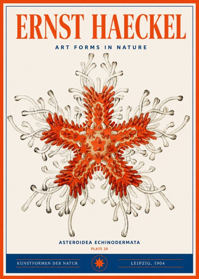 Ernst Haeckel Asteroidea Echinodermata Plate 28 No3 - Póster
