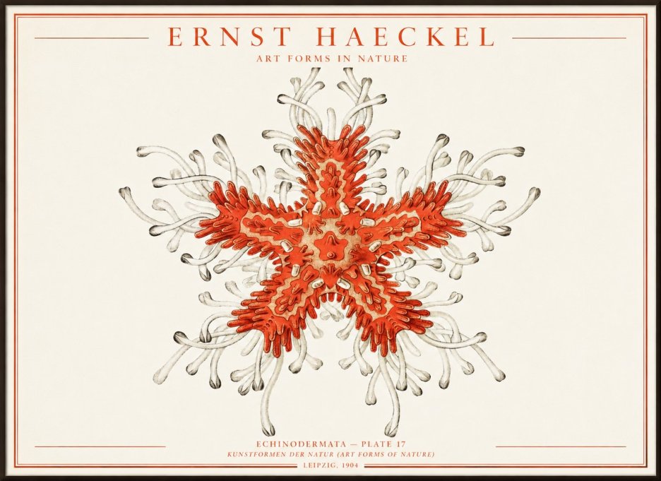 Ernst Haeckel Asteroidea Echinodermata Plate 28 No4 - Póster