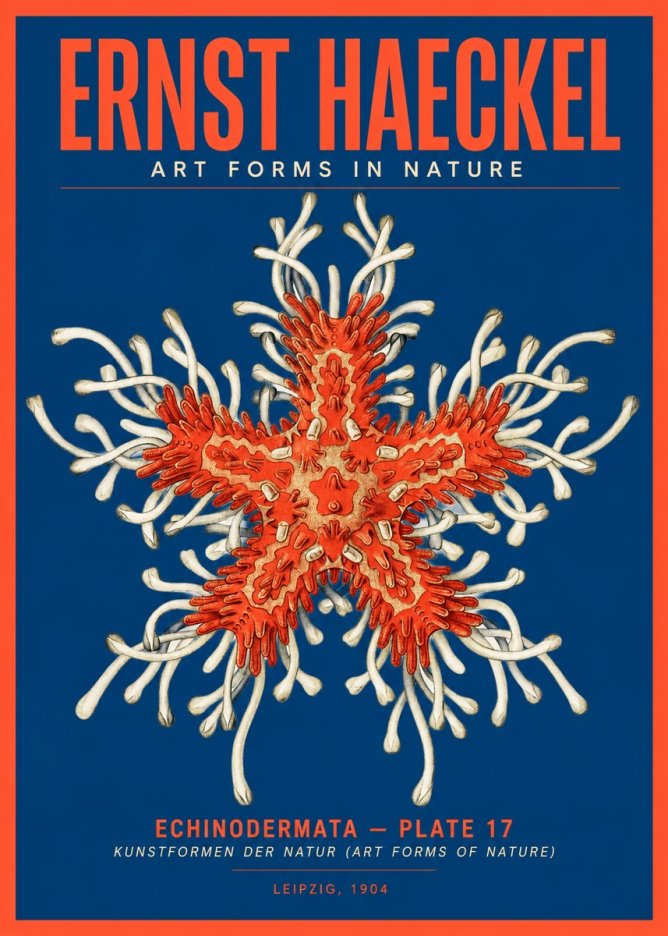 Ernst Haeckel Asteroidea Echinodermata Plate 28 No5 - Póster