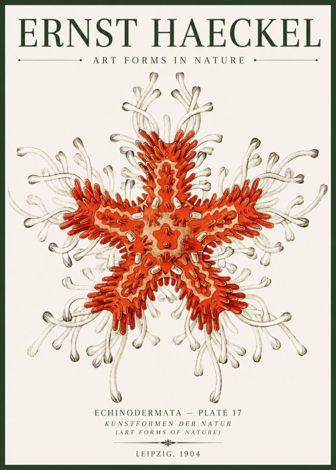 Ernst Haeckel Asteroidea Echinodermata Plate 28 No6 - Póster