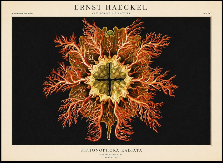 Ernst Haeckel Marine Organism No2 - Póster
