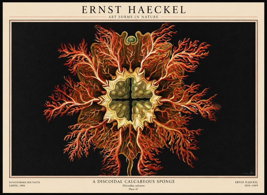 Ernst Haeckel Marine Organism No3 - Póster