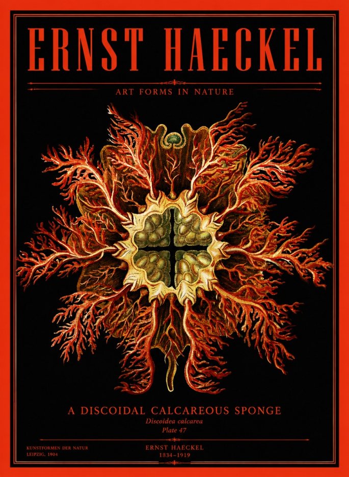 Ernst Haeckel Marine Organism No4 - Póster