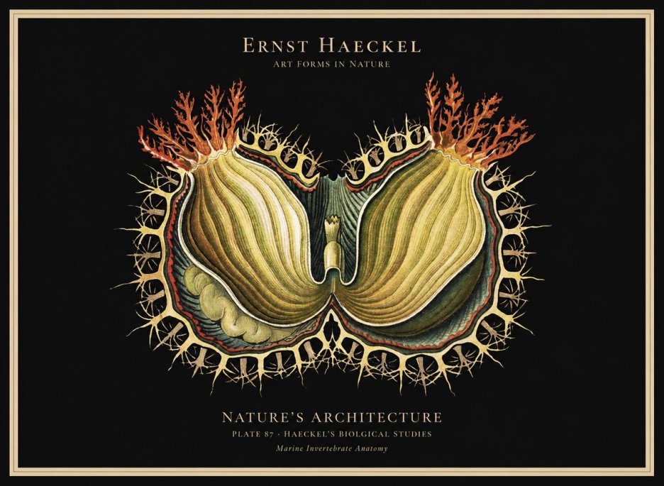 Ernst Haeckel Nature's Architecture No1 - Póster