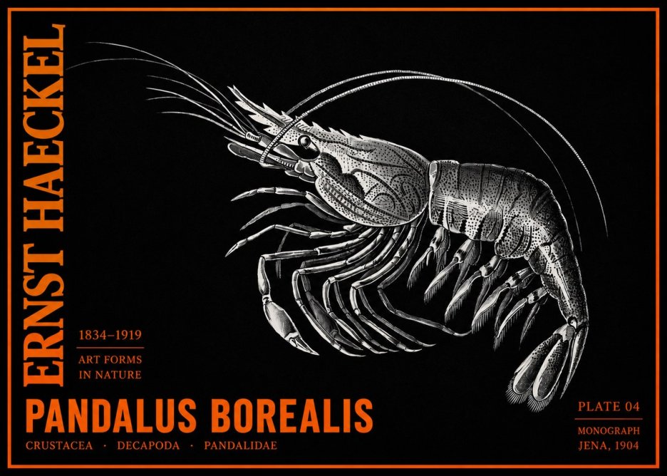 Ernst Haeckel Pandalus Borealis No2 - Póster
