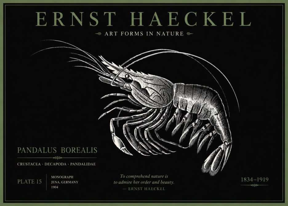 Ernst Haeckel Pandalus Borealis No5 - Póster