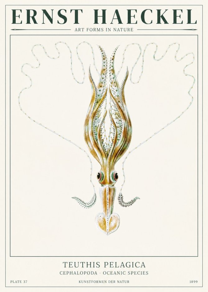 Ernst Haeckel Teuthis Pelagica No1 - Póster